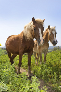 乡村景观与两匹马