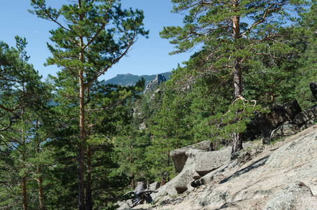 陡峭的山坡山坡陡峭的悬崖上发芽的松树林.野生动物照片
