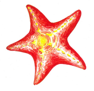 红海星动物水彩插图