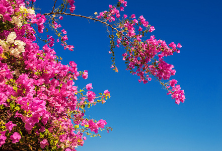 千树万树梨花开图片