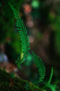 绿色蕨类植物在森林春天, 抽象构成