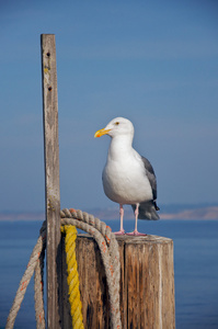 一只海鸥在于一根杆子上码头的结束