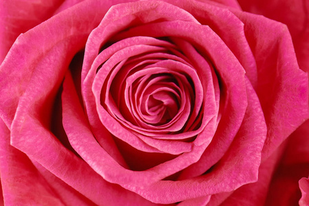 一朵粉红色的玫瑰特写。微距照片, 美丽的花卉背景