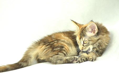 美丽年轻 4 月龄缅因库恩猫的肖像