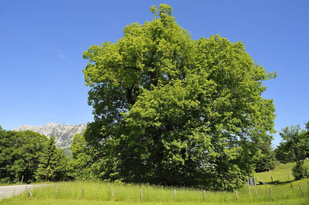 著名的辛登堡林德的风景, 石灰树 1100年, 大叶石灰, 拉姆绍北贝希特斯加登, 贝希特斯加登州, 上巴伐利亚, 巴伐利亚