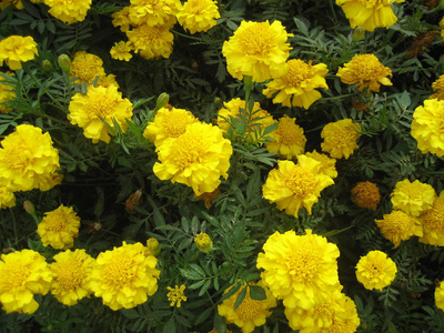 绿草在花园里的黄色花朵