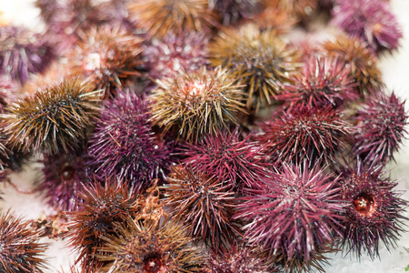 显示冻结售价为市场，La Boqueria 市场，西班牙巴塞罗那的加泰罗尼亚，海胆的特写镜头