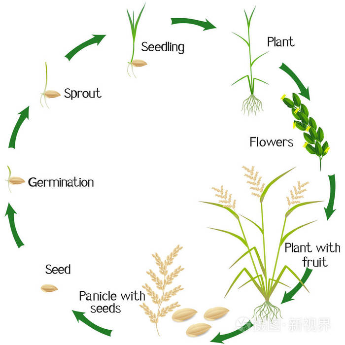 在白色背景下分离的水稻植株生长周期