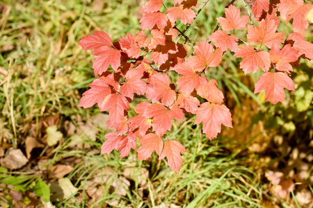 秋天浪漫的背景, 美丽的树叶在公园里。明亮的秋季颜色和调色板