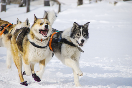 雪橇犬的狗图片