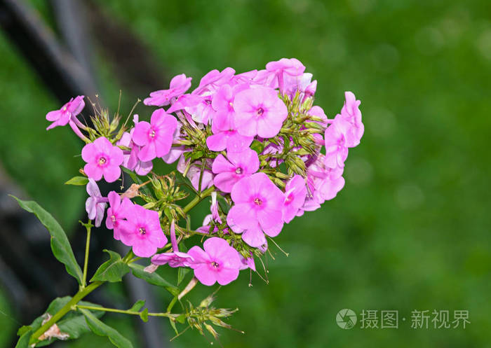 阿拉比斯或rockcress粉红色的花朵绿色的灌木关闭