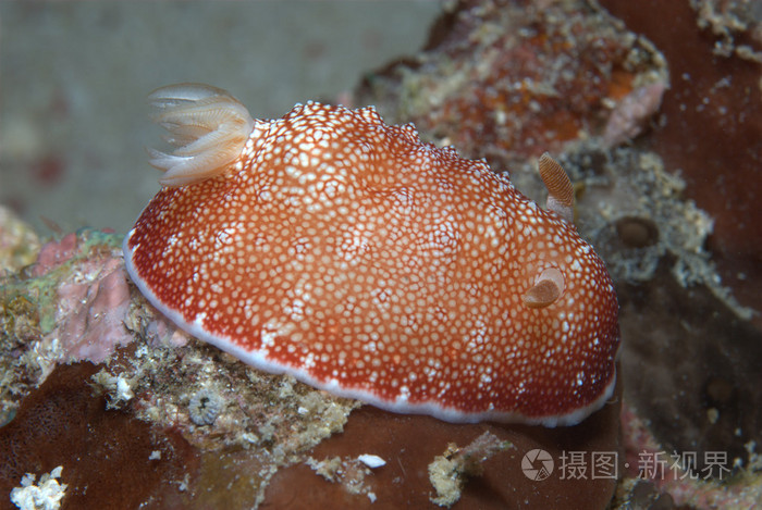 chromodorididae 在礁，长度 56 厘米