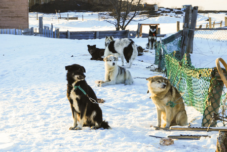 雪橇犬的狗