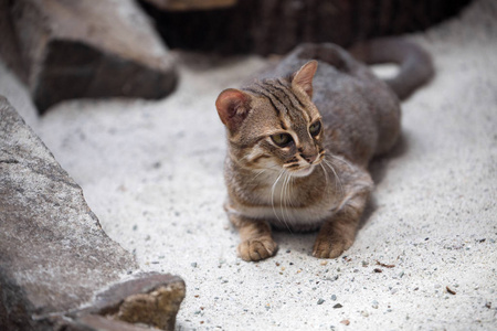 小锈斑猫, 豹猫 rubiginosus 是非常罕见的