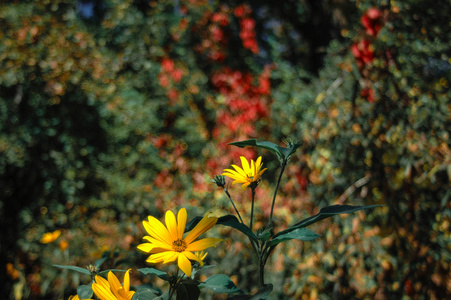 只是被秋季 gteen 和红色背景的黄色花朵