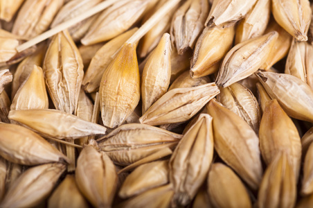 麦芽图片-麦芽素材-麦芽插画-摄图新视界
