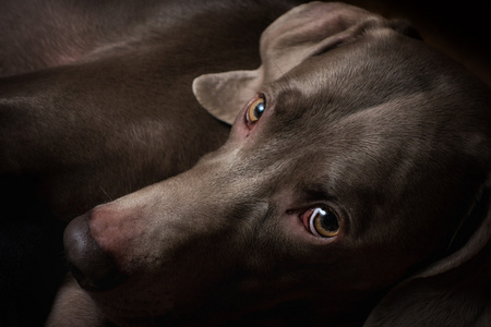 悲伤被忽视图片