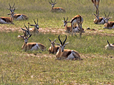 羚羊牧群, Antidorcas marsupialis, 牧场地卡拉哈里, 南非