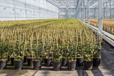 樱栽培绑竹架在荷兰的温室图片