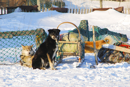 雪橇犬的狗图片