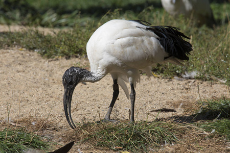 非洲神圣宜必思酒店, Threskiornis aethiopicus 是很好的颜色