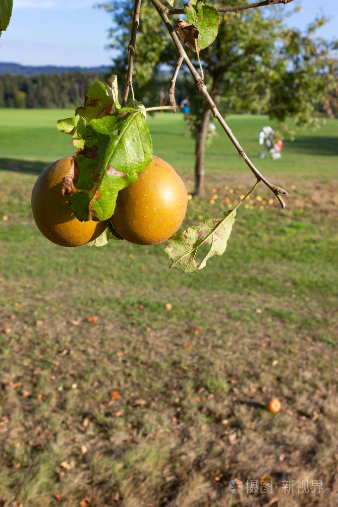 草地果园在夏天在德国南部农村阳光明媚的下午