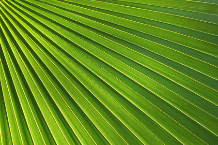 绿色的棕榈叶的纹理
