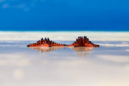 两个海星星躺在沙子上海滩背景