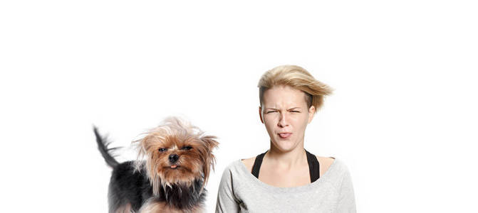 那个滑稽的女人和她的狗, 舌头伸出白色的背景。约克郡猎狗在演播室。人类和动物相同的情感的概念