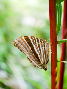 常见的 palmking 蝴蝶