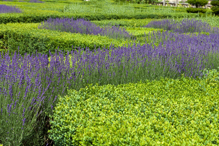 与兴盛熏衣草在花园卢瓦河谷的城堡