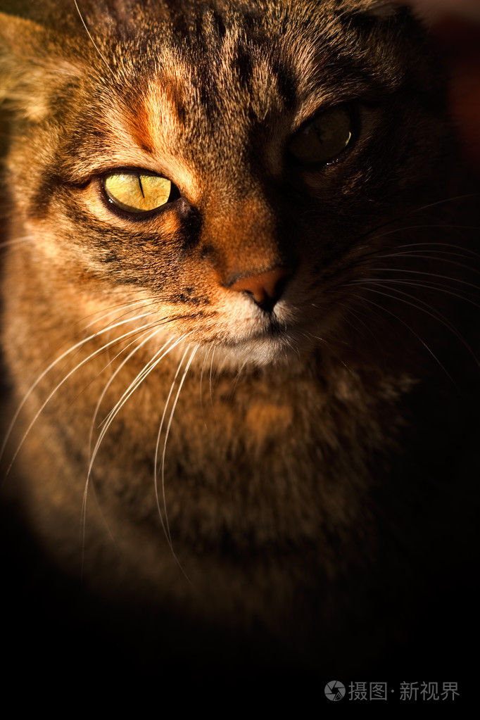 神秘猫照片 正版商用图片0akz0i 摄图新视界