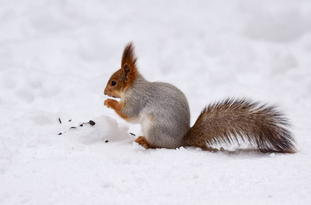 松鼠雪