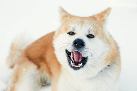 犬的狗在雪地上。红秋田犬狗在雪地里玩耍