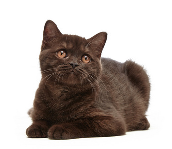 棕色的英国短头发的小猫