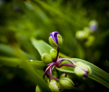 粉红色花朵的绿芽