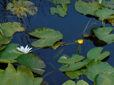 蓝色池塘, 黄睡莲, 白睡莲, 圆绿叶