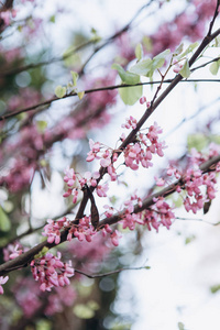 特写。春天开花树