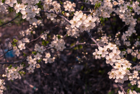 李子花背景