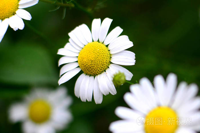 盛开的花园雏菊, 最美丽的花