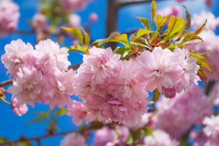 在蓝天的衬托春天的樱花树