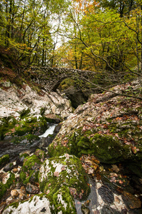 Vintgar，森林 瀑布和河流的斯洛文尼亚