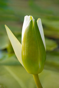 白色水百合开花之间湖绿色的海藻