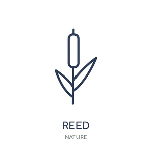 芦苇图标。芦苇线性符号设计从自然收藏。简单的大纲元素向量例证在白色背景