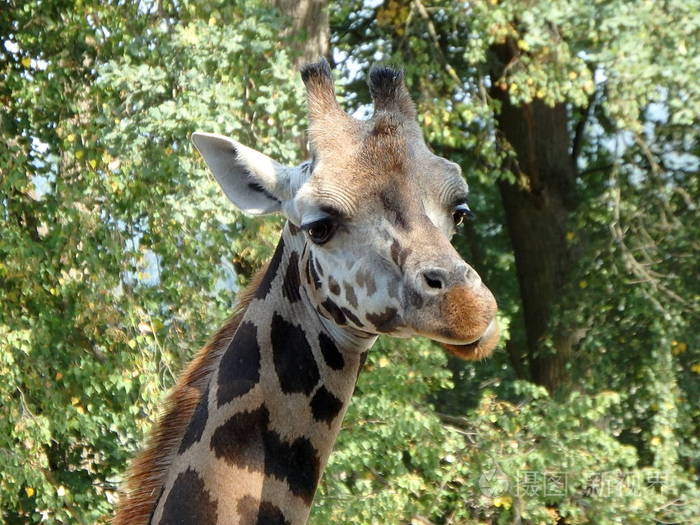 长颈鹿, Giraffa 鹿豹座, 哺乳动物