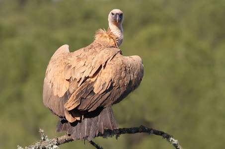 格里芬秃鹫gyps fulvus