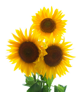 三朵可爱的向日葵三朵向日葵孤立在白色的花束三朵向日葵推荐排序热门