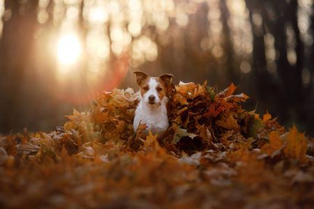 秋天的狗在公园里奔跑。滑稽和可爱的杰克罗素梗