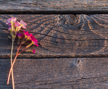 美丽的粉红色花朵上木制的背景