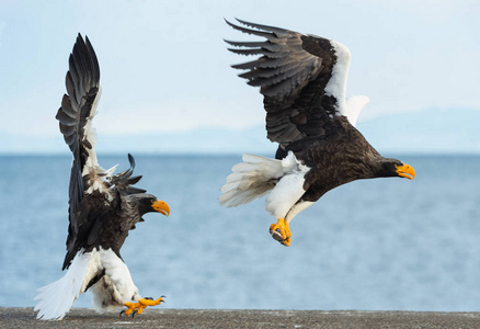 成人史泰勒的海鹰在飞行。科学名称 haliaeetus pelagicus。蓝色天空和海洋背景